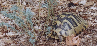 Testudo hermanni boettgeri, Bulgaria