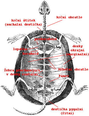 Chelonian anatomy